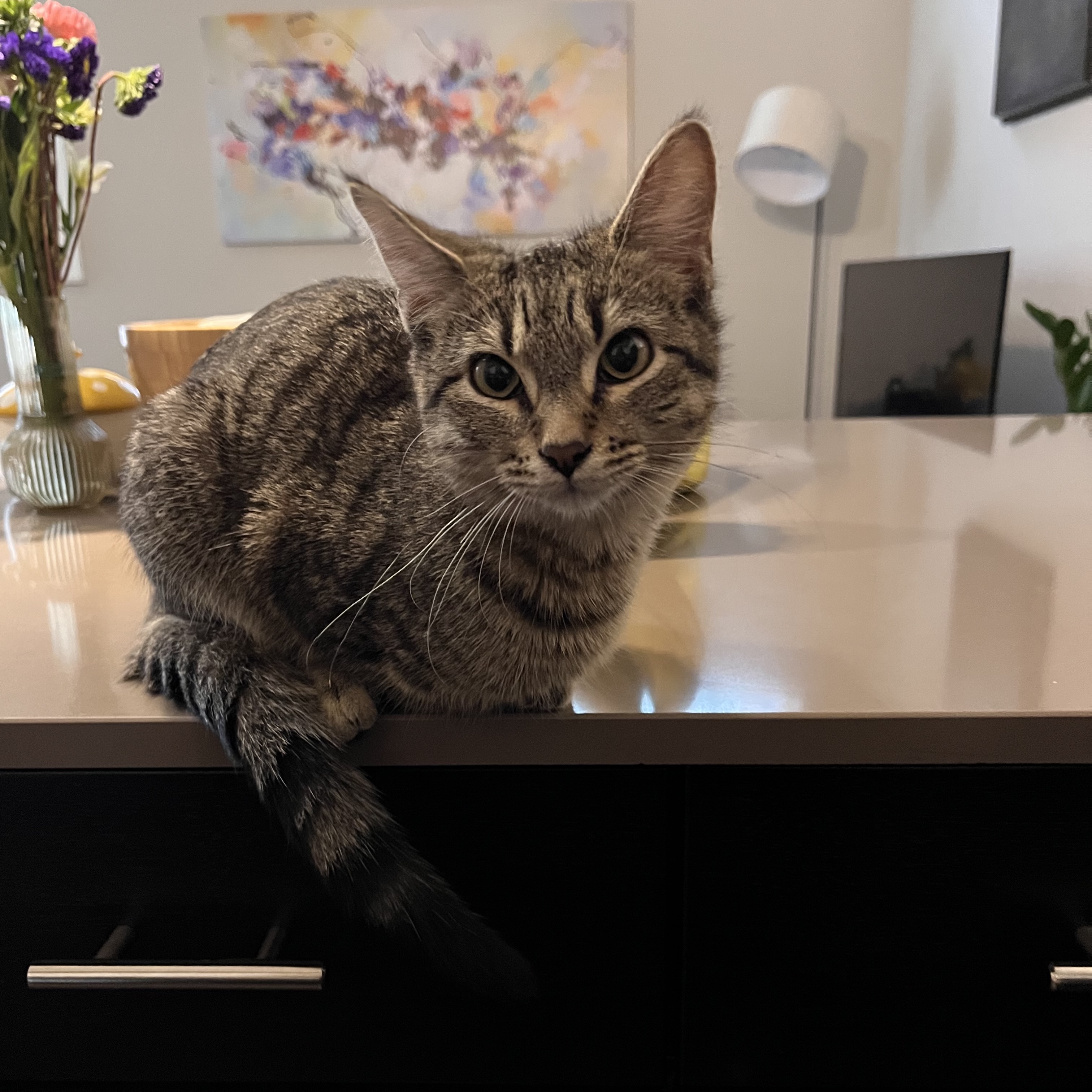 Nala on the counter